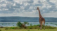 UGANDA: Kampala gives green light for oil development in Lake Abert ©Brina L. Bunt/Shutterstock