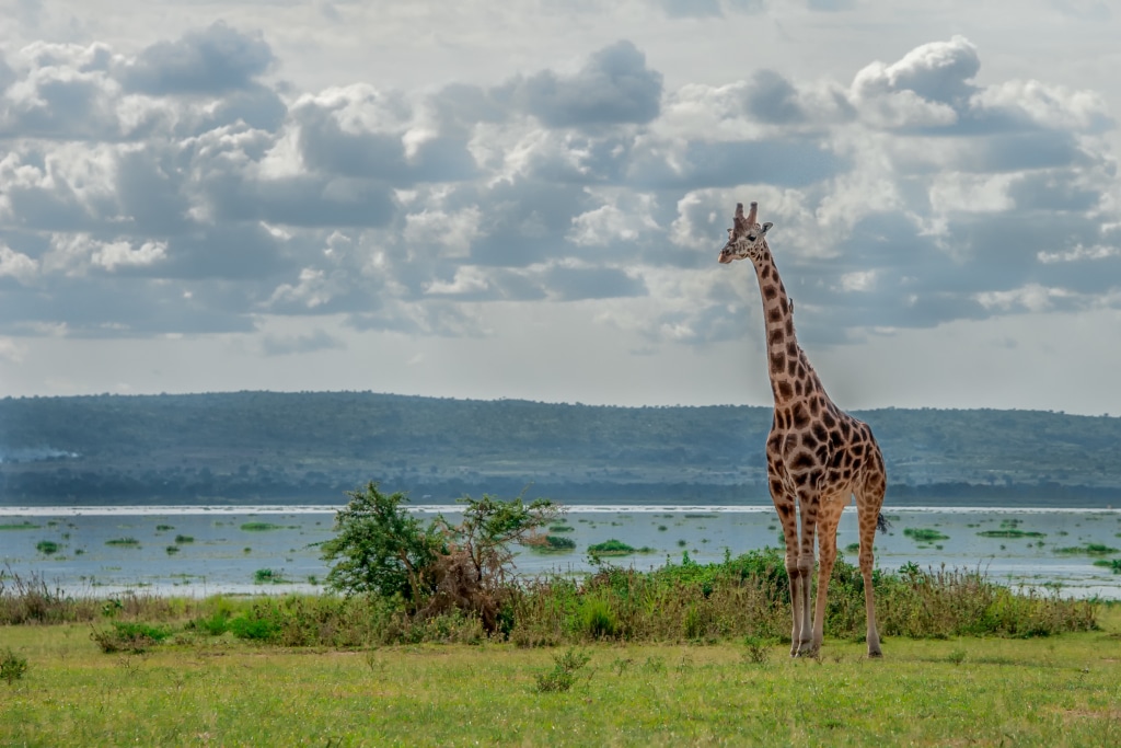 OUGANDA : Kampala donne le feu vert pour l’exploitation pétrolière dans le lac Abert © Brina L. Bunt/Shutterstock
