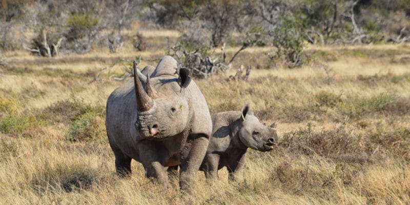 SOUTH AFRICA: A bond issue for the preservation of black rhinos © Cathy Withers-Clarke/Shutterstock
