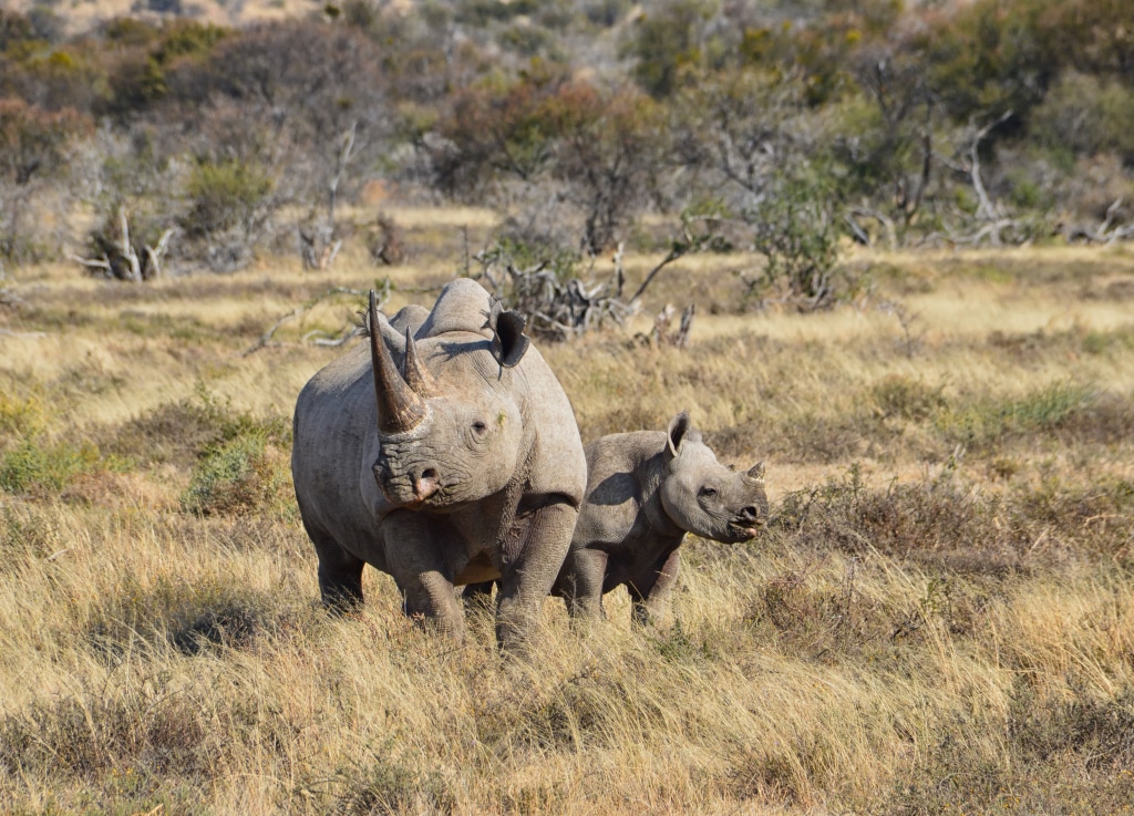 SOUTH AFRICA: A bond issue for the preservation of black rhinos © Cathy Withers-Clarke/Shutterstock