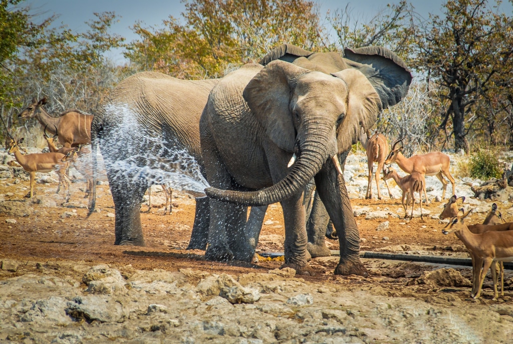 AFRIQUE AUSTRALE : l’AFD lance un appel à candidatures pour des projets pro-nature © Simone Crespiatico/Shutterstock