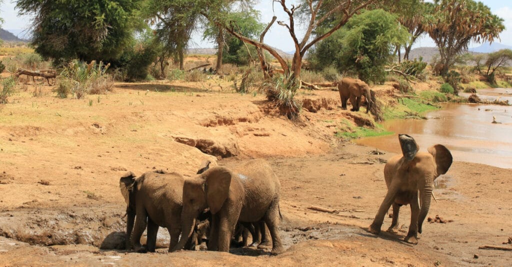 BOTSWANA : le gouvernement va abattre 287 éléphants d’ici la fin du mois de septembre©John Lindsay-Smith/Shutterstock