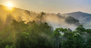 CAMEROUN : Camvert et le péril forestier dans le bassin du Congo© Cesar J. Pollo/Shutterstock