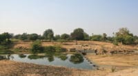 TANZANIE : un nouveau barrage pour l’irrigation de 11 700 hectares de plantations©Govindasamy Agoramoorthy/Shutterstock