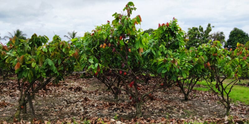 AFRIQUE : Olam limite la déforestation grâce à l’initiative « Cocoa Compass »©KAISARMUDA/Shutterstock