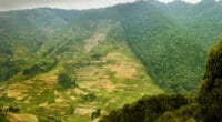 DRC: Urgent need to reverse wildlife habitat loss©Martin Mecnarowski/Shutterstock