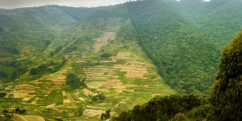 RDC: l’urgence d’inverser la diminution de l’habitat des animaux sauvages©Martin Mecnarowski/Shutterstock
