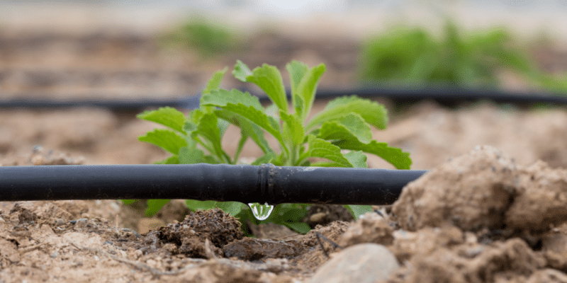 MOROCCO: Amethis to invest in irrigation systems provider Magriser ©AJCespedes/Shutterstock