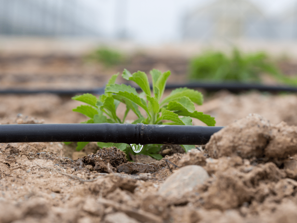 MAROC : Amethis investit dans le fournisseur de systèmes d’irrigation Magriser ©AJCespedes/Shutterstock
