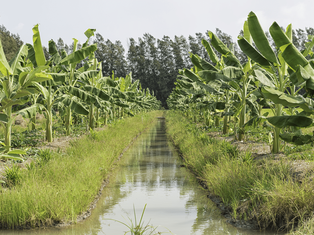 KENYA : l’ADC achève la 1èrephase d’un projet d’irrigation de 30,3 M$ à Taita Taveta©Mr.Kanomcrok/Shutterstock