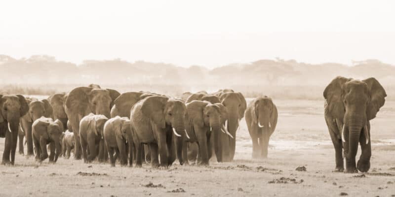 AFRIQUE : l’intelligence artificielle pour lutter contre le braconnage des éléphants ©Matej Kastelic/Shutterstock