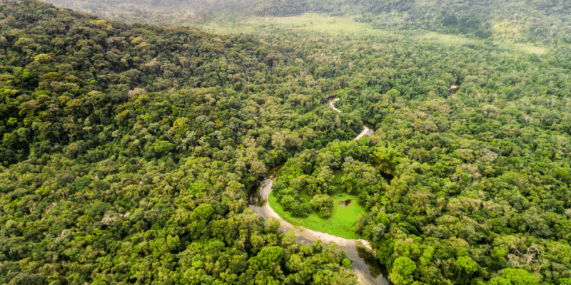 DRC: the PPFNC, for integrated and sustainable forest management in the north of the country©Gustavo Frazao/Shutterstock
