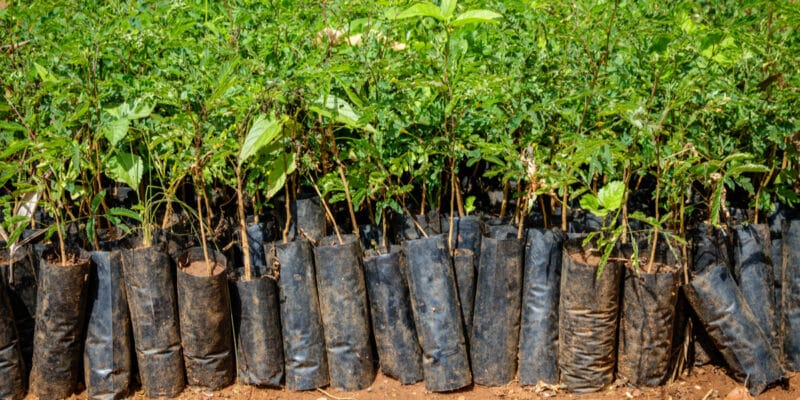 CAMEROON: CIFOR promotes agroforestry and plants 100,000 trees in Lékié©Dennis Wegewijs/Shutterstock
