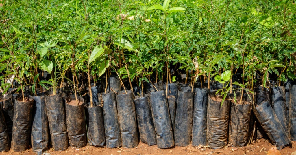 CAMEROUN : le Cifor promeut l’agroforesterie et plante 100 000 arbres dans la Lékié©Dennis Wegewijs/Shutterstock