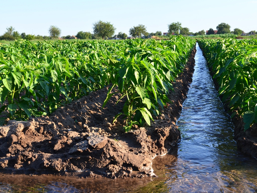 AFRIQUE : 2 M$ de la FAO et du Fida pour la gestion durable de l’eau ©Andrii Yalanskyi/Shutterstock