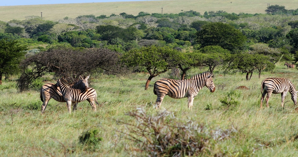 AFRIQUE : les concepts au cœur du débat sur la biodiversité© Chaton Chokpatara/Shutterstock