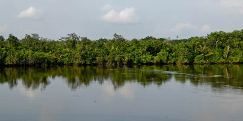 CONGO: REDD+ to reduce CO2 emissions and preserve forests © Bogdan Skaskiv/Shutterstock