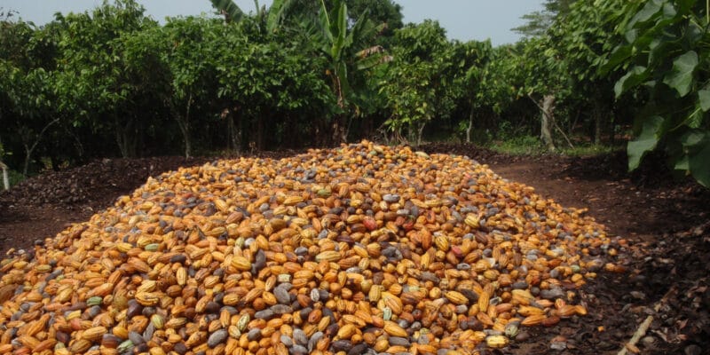 AFRIQUE DE L’OUEST : quel bilan pour le « Nestlé Cocoa Plan » sur déforestation ?©BOULENGER Xavier/Shutterstock