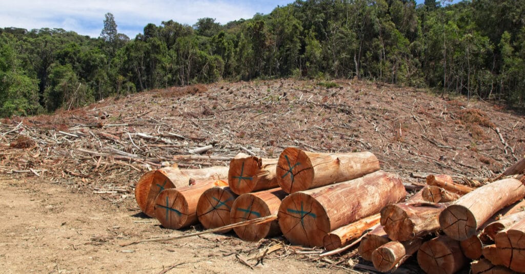 GAMBIE : la société civile veut s’impliquer dans la surveillance des forêts©MD_Photography/Shutterstock
