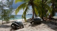 SEYCHELLES: EU and OEACP fund biodiversity conservation in Aldabra©Altrendo Images/Shutterstock