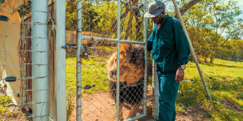 AFRIQUE DU SUD : le gouvernement interdit l’élevage de lions en captivité©schusterbauer.com/Shutterstock