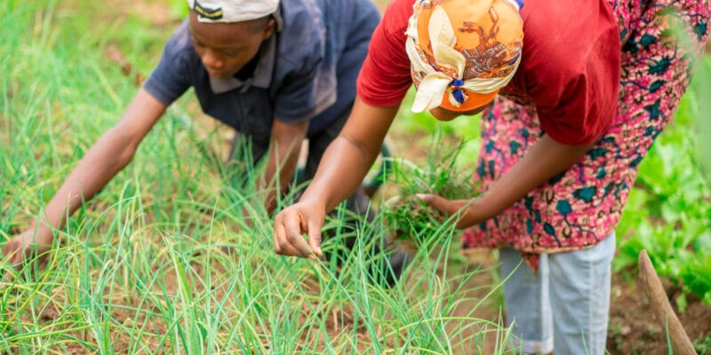 AFRICA: TFTC initiative for youth and women's climate resilience Kwame Amo/Shutterstock