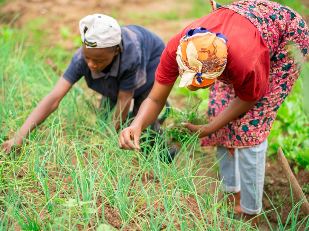 AFRIQUE : l’initiative TFTC pour la résilience climatique des jeunes et des femmes Kwame Amo/Shutterstock