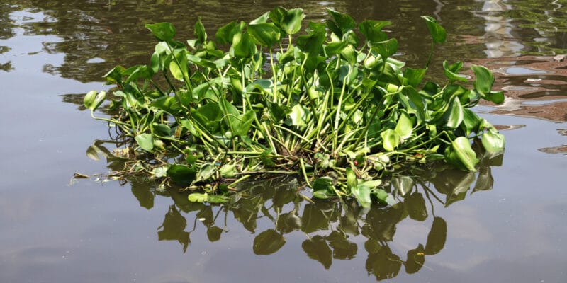 BENIN: Water hyacinth to clean up the port of Cotonou ©i am Em/Shutterstock