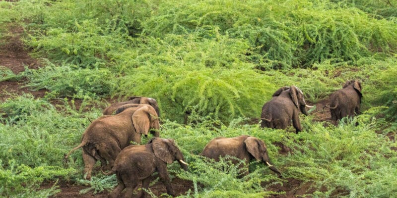 KENYA : quand éléphants et avocatiers se disputent la vallée du Rift©Danita Delimont/Shutterstock