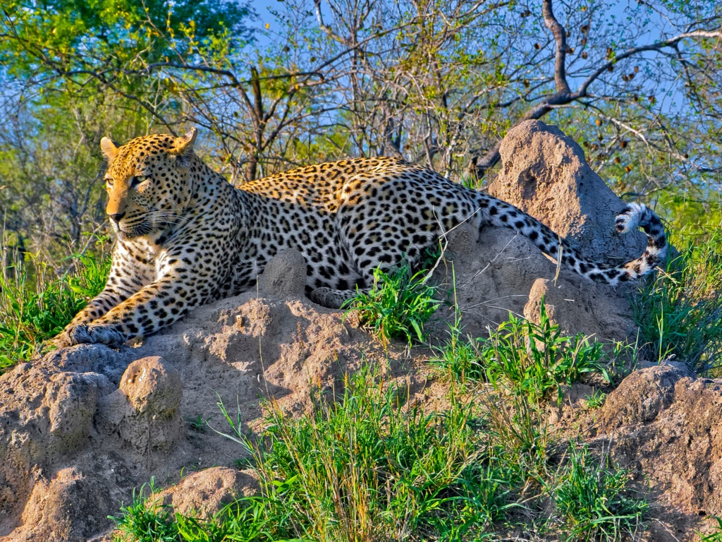 Cinq acteurs clés s’engagent pour la biodiversité en Afrique © Alberto Carrera/Shutterstock