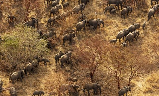 AFRICA: African Parks secures $108m to manage its national parks © African Parks