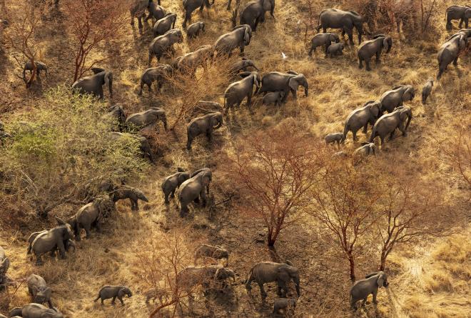 AFRIQUE : African Parks obtient 108 M$ pour la gestion de ses parcs nationaux © African Parks