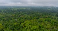 GABON : modèle en matière de préservation de la forêt, Libreville reçoit 17 M$ du Cafi © Cafi