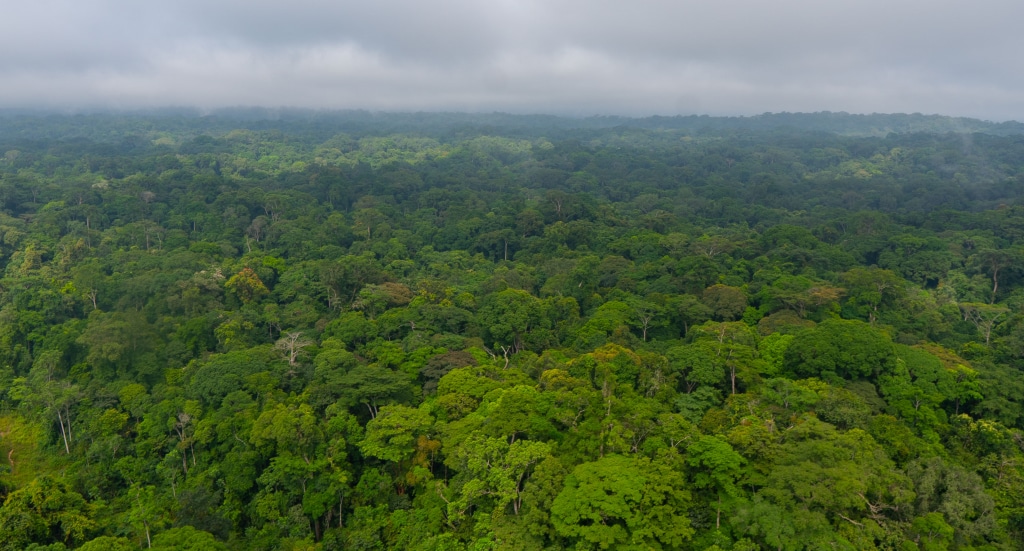 GABON: Libreville Receives $17 Million from CAFI as a Model for Forest Preservation © CAFI