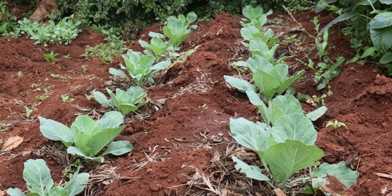 KENYA : à Gatundu Nord, 20 réservoirs approvisionnent les fermes agricoles©Ministère kenyan de l’Agriculture, de l’Élevage et de l’Irrigation