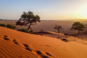AFRIQUE : l’urgence de la restauration des écosystèmes dégradés 