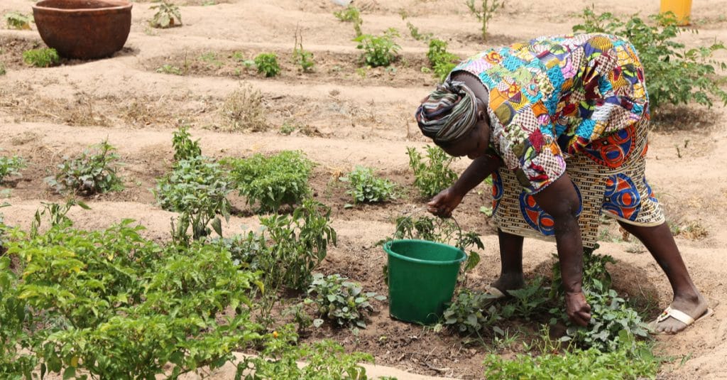 SAHEL: a project to intensify agroecological practices in plantations©BOULENGER Xavier/Shutterstock