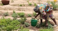 SAHEL: a project to intensify agroecological practices in plantations©BOULENGER Xavier/Shutterstock