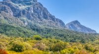 AFRIQUE DU SUD : l’AFD finance la préservation du Parc de la montagne de la table©SR Productions/Shutterstock