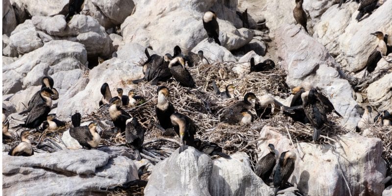 SOUTH AFRICA: Cormorant birds driven to extinction by overfishing©Andreas Wolochow/Shutterstock