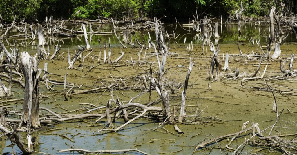 GABON: the worrying degradation of mangrove ecosystems in Port-Gentil©Mr.Black/Shutterstock