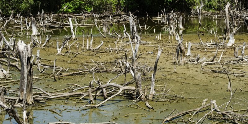 GABON: the worrying degradation of mangrove ecosystems in Port-Gentil©Mr.Black/Shutterstock