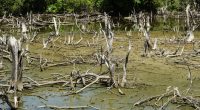GABON : l’inquiétante dégradation des écosystèmes de mangrove à Port-Gentil©Mr.Black/Shutterstock