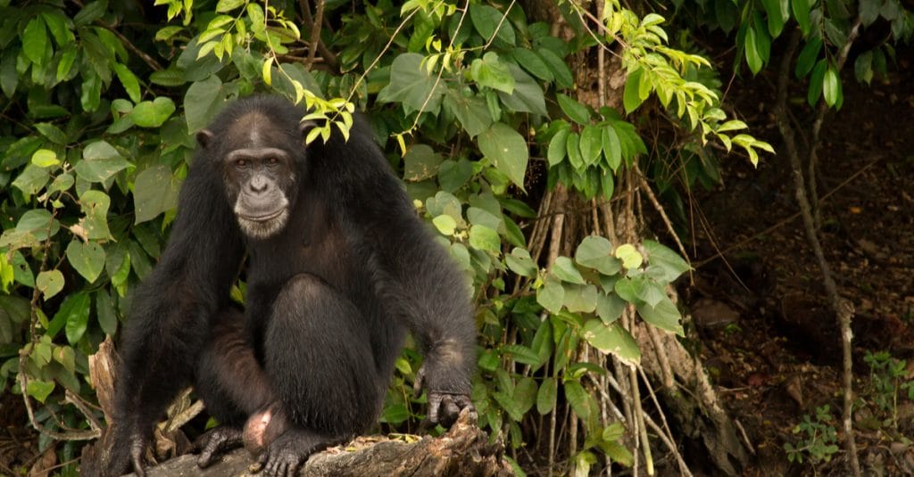 LIBERIA: giving chimpanzees space to thrive©Eric Buller Photography/Shutterstock