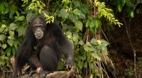 LIBERIA: giving chimpanzees space to thrive©Eric Buller Photography/Shutterstock
