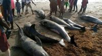 SENEGAL: Mystery hovers over the death of dolphins and turtles in the north of the country©SOS NaturE Sénégal/Shutterstock