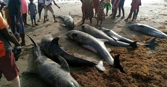 SÉNÉGAL : le mystère plane sur la mort de dauphins et de tortues dans le nord du pays©SOS NaturE Sénégal/Shutterstock