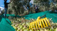 TUNISIA: IFC supports CHO for an ecological production of olive oil© Marco Ossino/Shutterstock