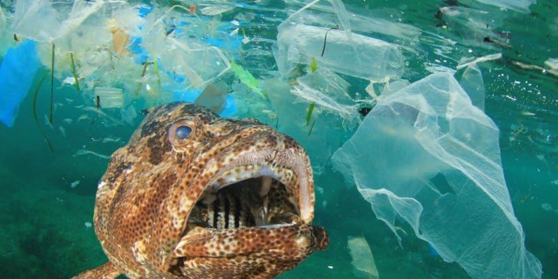 AFRICA: AFD and FFEM finance the fight against plastic pollution in the  oceans | Afrik 21