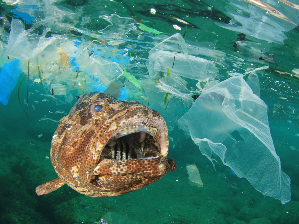 AFRIQUE : l’AFD et le FFEM financent la lutte contre la pollution plastique des océans©Rich Carey/Shutterstock